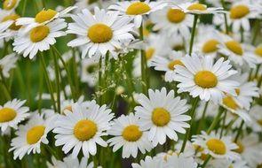 Field of beautiful blosssoming white and yellow daisies