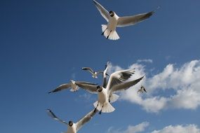 seagull fly baltic sea scene