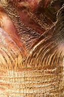 palm bark close up