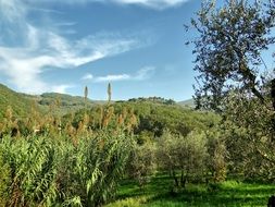 landscape of the olive tree forest