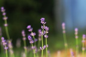 lavender in the meadow