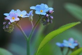 delicate little flowers of forget-me-not