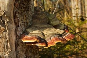 Toxic mushrooms on the tree in the forest