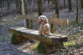 american cocker spaniel on a wooden bench in the park