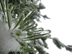 winter tree branch bough ice