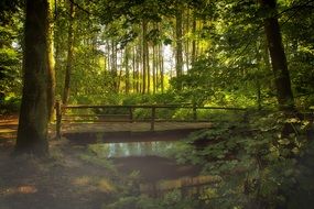 wooden bridge across creek in forest at summer