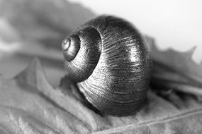 spiral shell on leaf macro photo