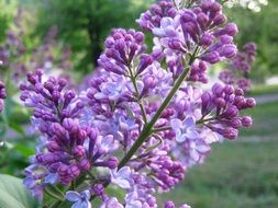 spring flowers