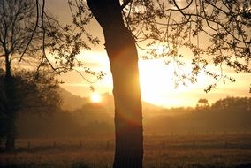 dawn sun field light