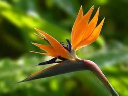 strelitzia- perennial herb