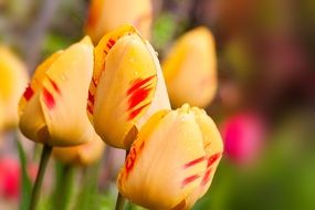 Yellow tulips with red spots on a blurred background