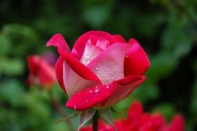 Pink and red rose in a garden