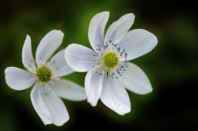 White and green beautiful blooming flowers