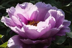pink peony flower blossom in spring