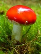 delighting fly agaric