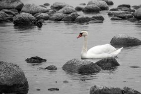 dizzy swan water