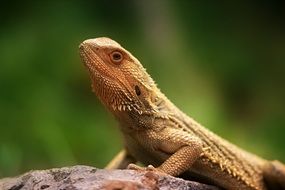 lizard on a rock on a blurred green background