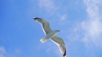 Beautiful, white and black in flight under blue sky with white clouds