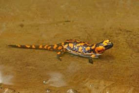 fire salamander in the water