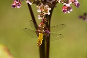 dragonfly with transparent wings on the plant on blurred background