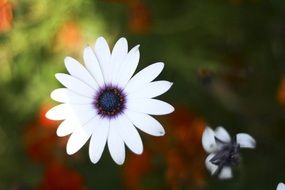white blossom