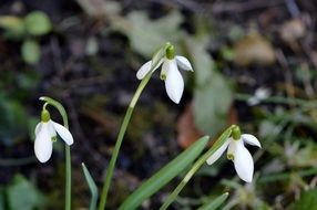 white snowdrop buds