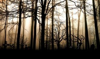 gloomy forest in the evening light