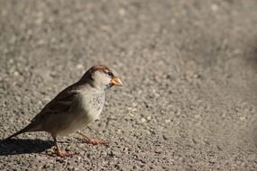 closeup photo of Sparrow on asphalt