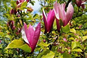 closeup photo of tulip tree with purple flowers