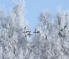 winter birds geese