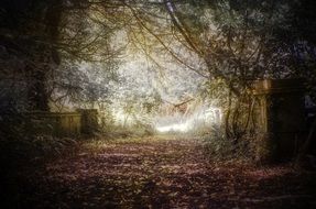path near the trees in the forest