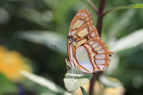 light butterfly on a plant close up