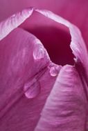 dew on tulip