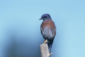 stunningly beautiful western bluebird