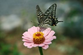 butterfly on a pink blossom