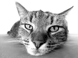 black and white photo of a tired cat