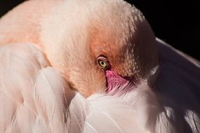 pink plumage of flamingo