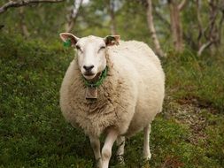 Cute natural sheep