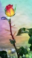 orange red rose blossom