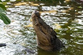 Picture of swimming crocodile in a river