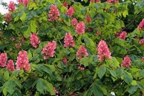 pink chestnut tree branches with green leaves