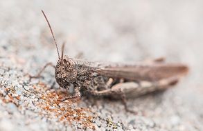 brown grasshopper on a gray stone close up