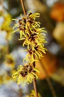 macro photo of the yellow bush blossom