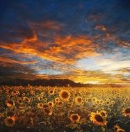 beautiful landscape of a sunflower field with a beautiful sky