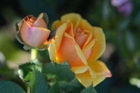 closeup photo of yellow roses in the shade in garden