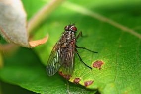 Photo of the fly on the green leaf