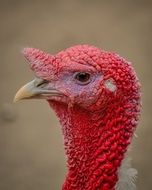 turkey profile picture with red head