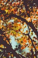 tree with yellow leaves in autumn