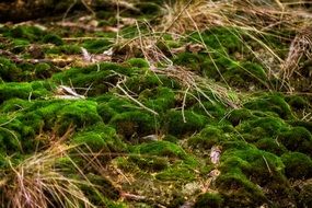 soft green moss