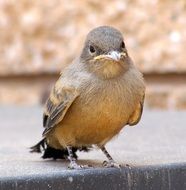 closeup photo of say s phoebe bird